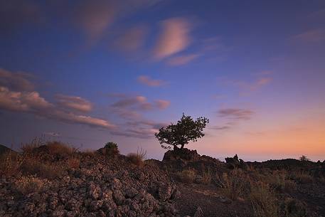A tree between the old lava at low altitude, Etna Sud