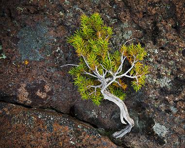 Juniper Emisferico Etneo - Monte Nero degli Zappini 
