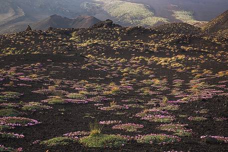 Flowering of Saponaria Aetnensis, in the background the crater originated during the 2001 eruption