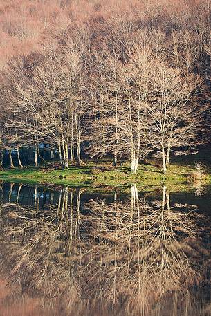 Beech trees on the shores of Lake Maulazzo