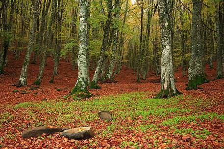 beech forest of Mount Soro