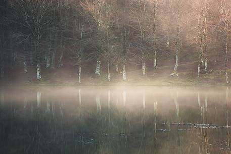 Beech trees on the shores of Lake Maulazzo in the fog