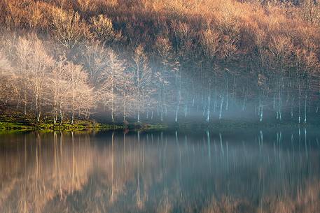 Beech trees on the shores of Lake Maulazzo in the fog