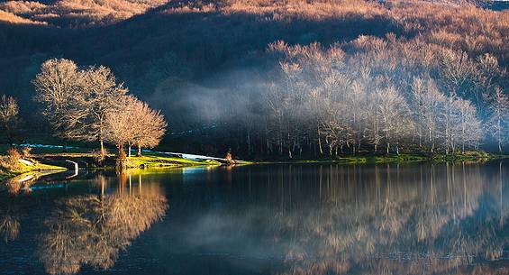 Beech trees on the shores of Lake Maulazzo in the fog