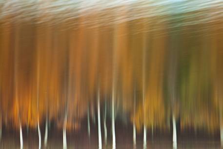 Reflection of beech trees on the shores of Lake Maulazzo