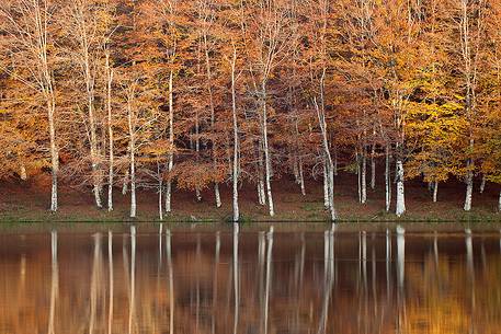 Beech trees on the shores of Lake Maulazzo