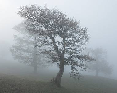 Oak trees in fog, near the lake Biviere 