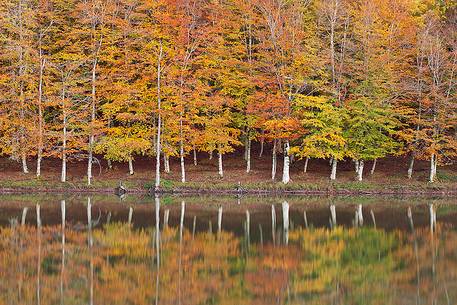 Beech trees on the shores of Lake Maulazzo