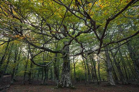 An impressive example of the long beech branches