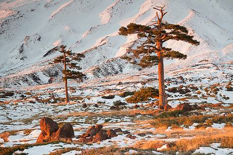 Tenacious pines grew up among the lava rocks around 2000m.