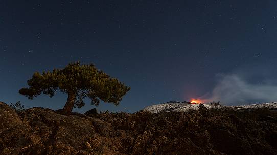 A lone tree stands out against the starry sky beyond the Mount Etna eruption