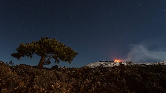 A lone tree stands out against the starry sky beyond the Mount Etna eruption A lone tree stands out against the starry sky beyond the Mount Etna eruption