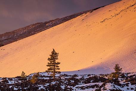 A pine stands in the light reflected from the snow