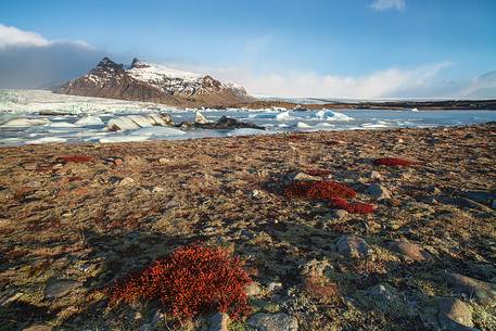 Flora around glacier lagoon