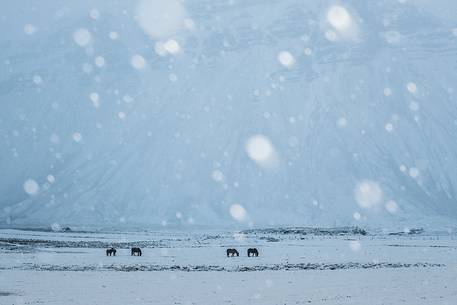 Horses grazing in a snowstorm near Hofn