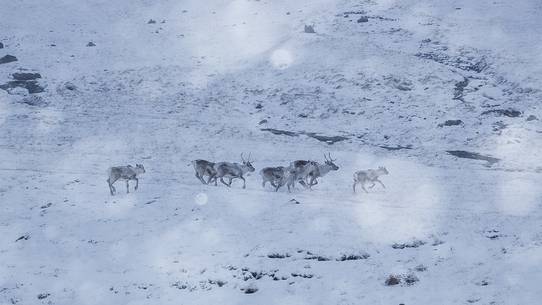 reindeer in the snow