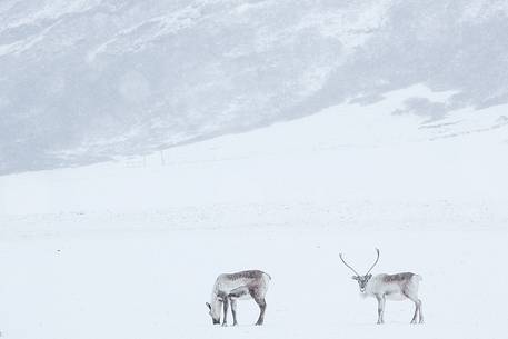 reindeer in the snow