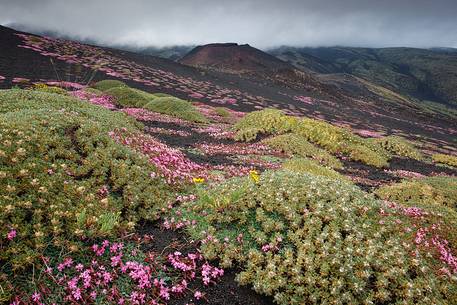 Flowering of Saponaria Aetnensis, in the background the crater originated during the 2001 eruption