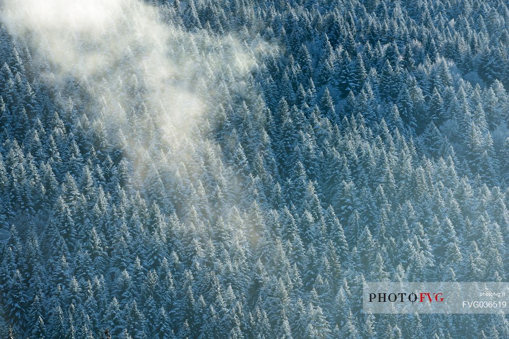 Heavy snowfall in the forest of Alpago near Cansiglio Forest. Low clouds, fog, wind, and sudden rays of light changed the landscape aspect unceasingly, Belluno, Prealps, Veneto, Italy, Europe