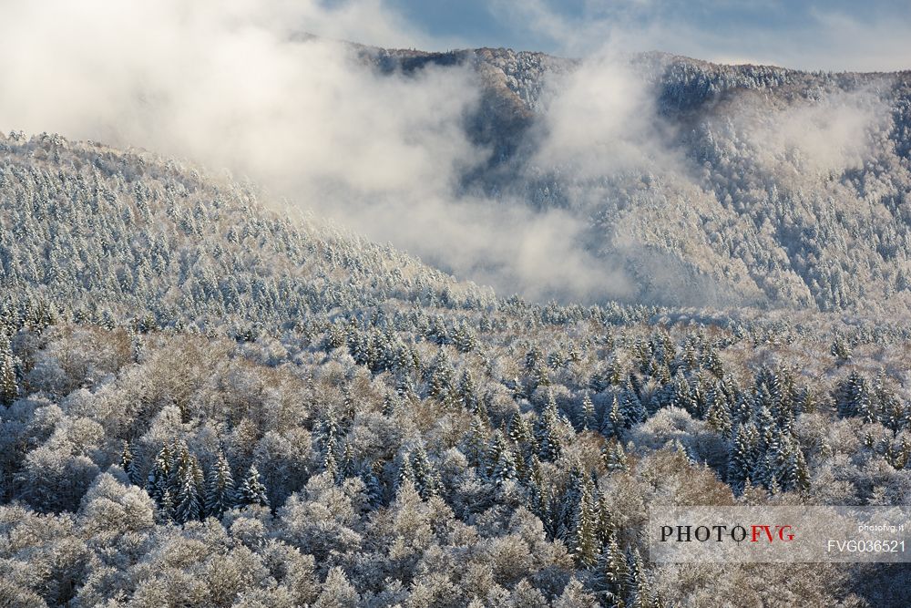 Heavy snowfall in the forest of Alpago near Cansiglio Forest. Low clouds, fog, wind, and sudden rays of light changed the landscape aspect unceasingly, Belluno, Prealps, Veneto, Italy, Europe