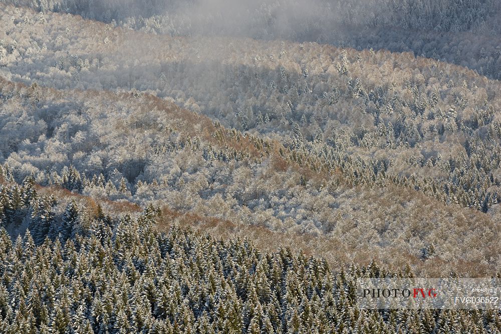 Heavy snowfall in the forest of Alpago near Cansiglio Forest. Low clouds, fog, wind, and sudden rays of light changed the landscape aspect unceasingly, Belluno, Prealps, Veneto, Italy, Europe