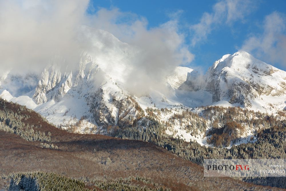 Heavy snowfall in the forest of Alpago near Cansiglio Forest ant in the background the Monte Cavallo mountain range, Belluno, Prealps, Veneto, Italy, Europe