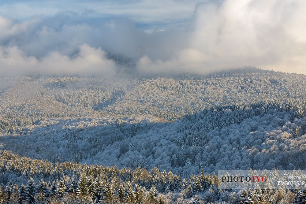 Heavy snowfall in the forest of Alpago near Cansiglio Forest. Low clouds, fog, wind, and sudden rays of light changed the landscape aspect unceasingly, Belluno, Prealps, Veneto, Italy, Europe