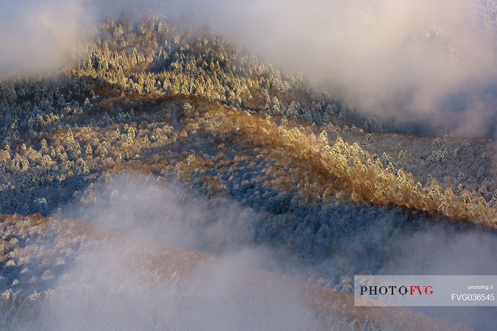 Heavy snowfall in the forest of Alpago near Cansiglio Forest. Low clouds, fog, wind, and sudden rays of light changed the landscape aspect unceasingly, Belluno, Prealps, Veneto, Italy, Europe