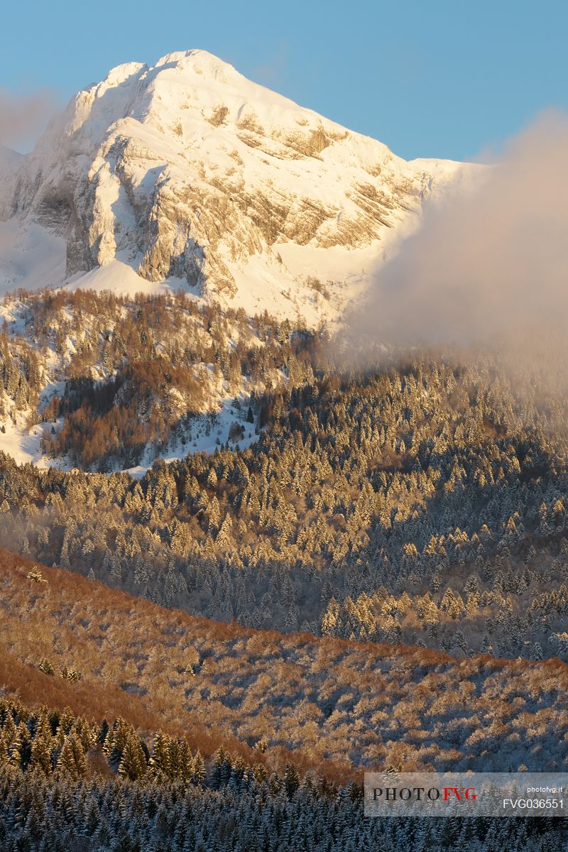 Heavy snowfall in the forest of Alpago near Cansiglio Forest ant in the background the Monte Cavallo mountain range, Belluno, Prealps, Veneto, Italy, Europe