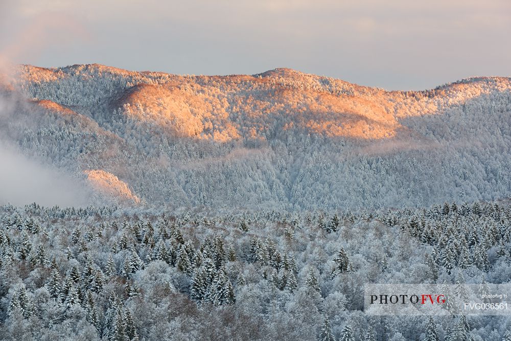 Heavy snowfall in the forest of Alpago near Cansiglio Forest. Low clouds, fog, wind, and sudden rays of light changed the landscape aspect unceasingly, Belluno, Prealps, Veneto, Italy, Europe