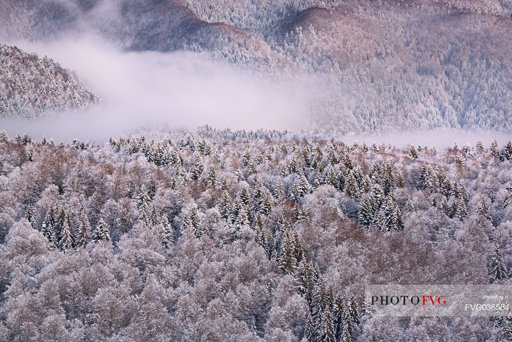 Heavy snowfall in the forest of Alpago near Cansiglio Forest. Low clouds, fog, wind, and sudden rays of light changed the landscape aspect unceasingly, Belluno, Prealps, Veneto, Italy, Europe