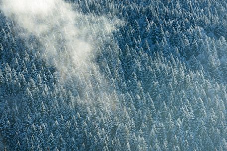 Heavy snowfall in the forest of Alpago near Cansiglio Forest. Low clouds, fog, wind, and sudden rays of light changed the landscape aspect unceasingly, Belluno, Prealps, Veneto, Italy, Europe