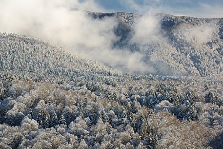 Heavy snowfall in the forest of Alpago near Cansiglio Forest. Low clouds, fog, wind, and sudden rays of light changed the landscape aspect unceasingly, Belluno, Prealps, Veneto, Italy, Europe