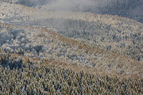 Heavy snowfall in the forest of Alpago near Cansiglio Forest. Low clouds, fog, wind, and sudden rays of light changed the landscape aspect unceasingly, Belluno, Prealps, Veneto, Italy, Europe