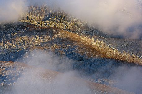 Heavy snowfall in the forest of Alpago near Cansiglio Forest. Low clouds, fog, wind, and sudden rays of light changed the landscape aspect unceasingly, Belluno, Prealps, Veneto, Italy, Europe