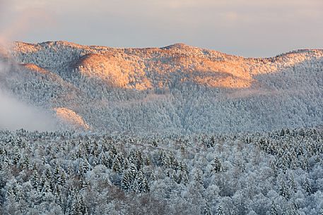 Heavy snowfall in the forest of Alpago near Cansiglio Forest. Low clouds, fog, wind, and sudden rays of light changed the landscape aspect unceasingly, Belluno, Prealps, Veneto, Italy, Europe