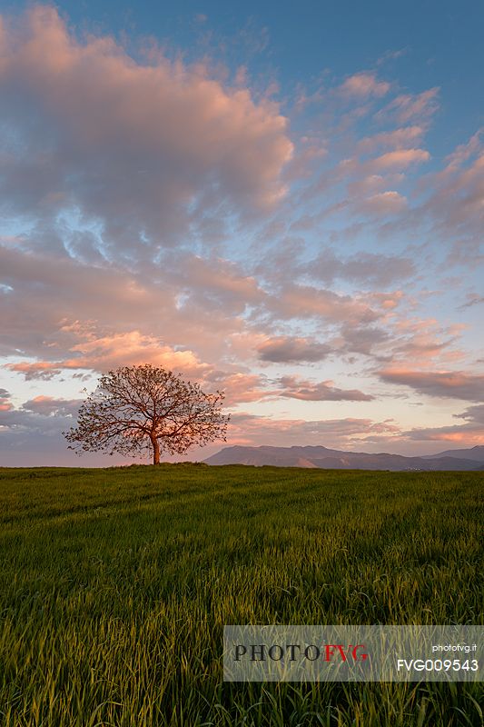 A tree at Sunset