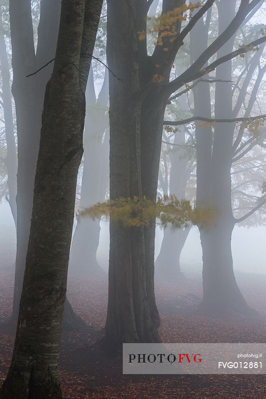 Fog in Forest