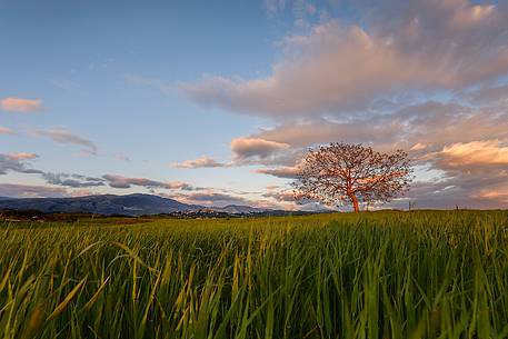 A tree at Sunset