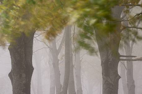 Fog in Forest