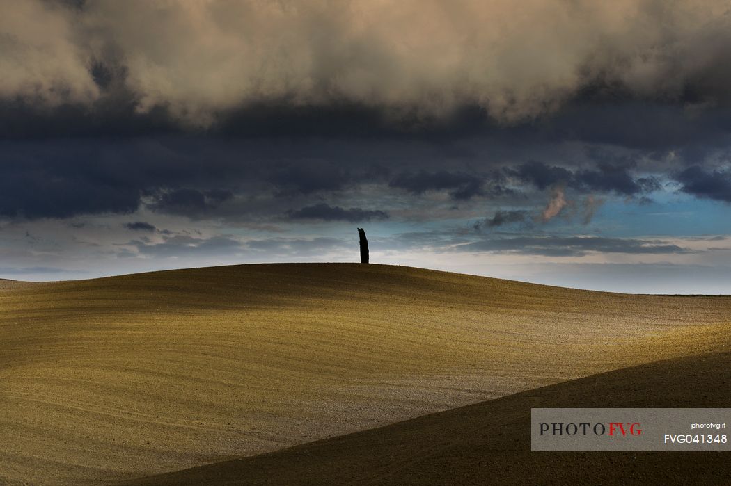 Lonely tree in the autumnal landscape of Val d'orcia or Orcia valley, Tuscany, Italy, Europe