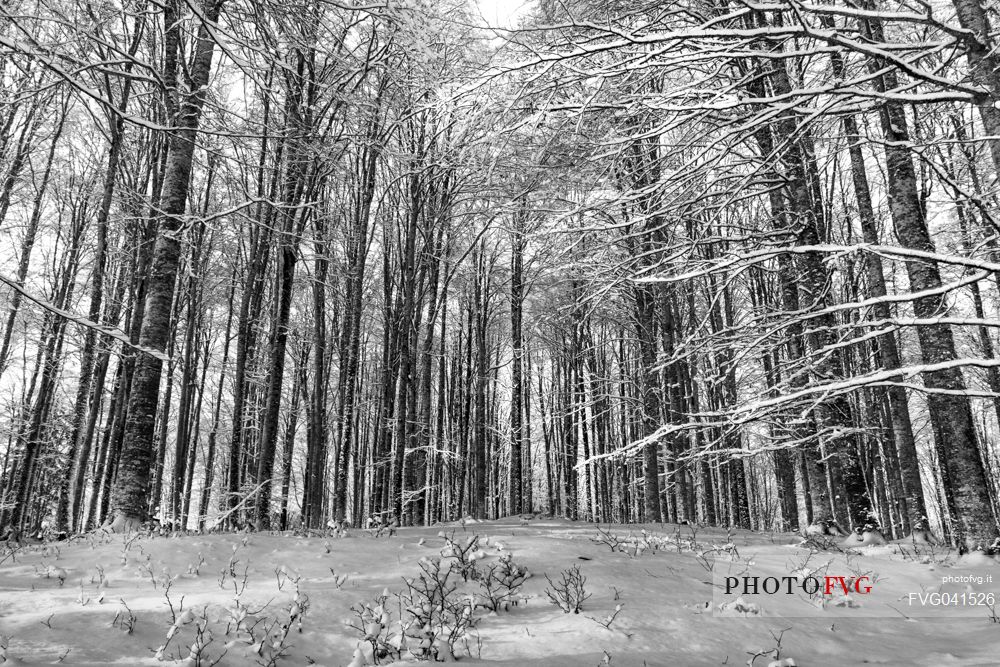 Snowy beech forest in Cansiglio, Veneto, Italy, Europe