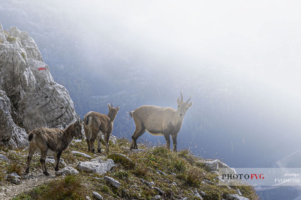 Family of Ibex on the  path to the Ceria Merlone safeguarded climb on the Montasio mount, Raccolana valley, Julian alps, Friuli Venezia Giulia, Italy, Europe