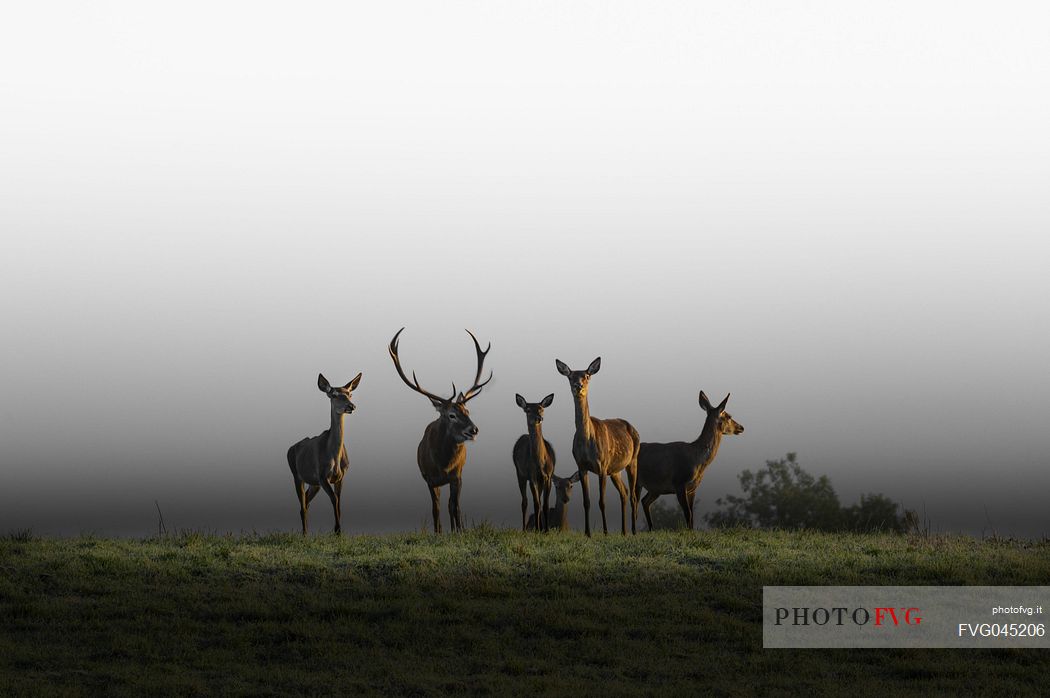Group of deer at first light of dawn in the fog, during the roaring period, Piana del Cansiglio plateau, Veneto, Italy, Europe