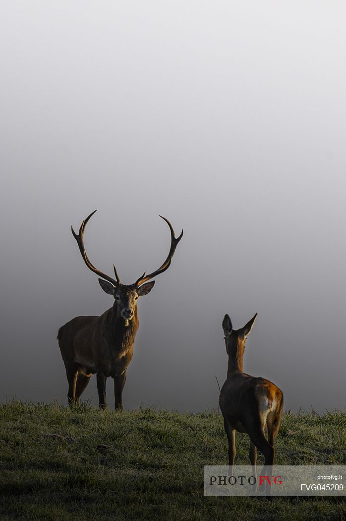 Two deer, male and female, meet at dawn in the Piana del Cansiglio shrouded in fog, Veneto, Italy, Europe