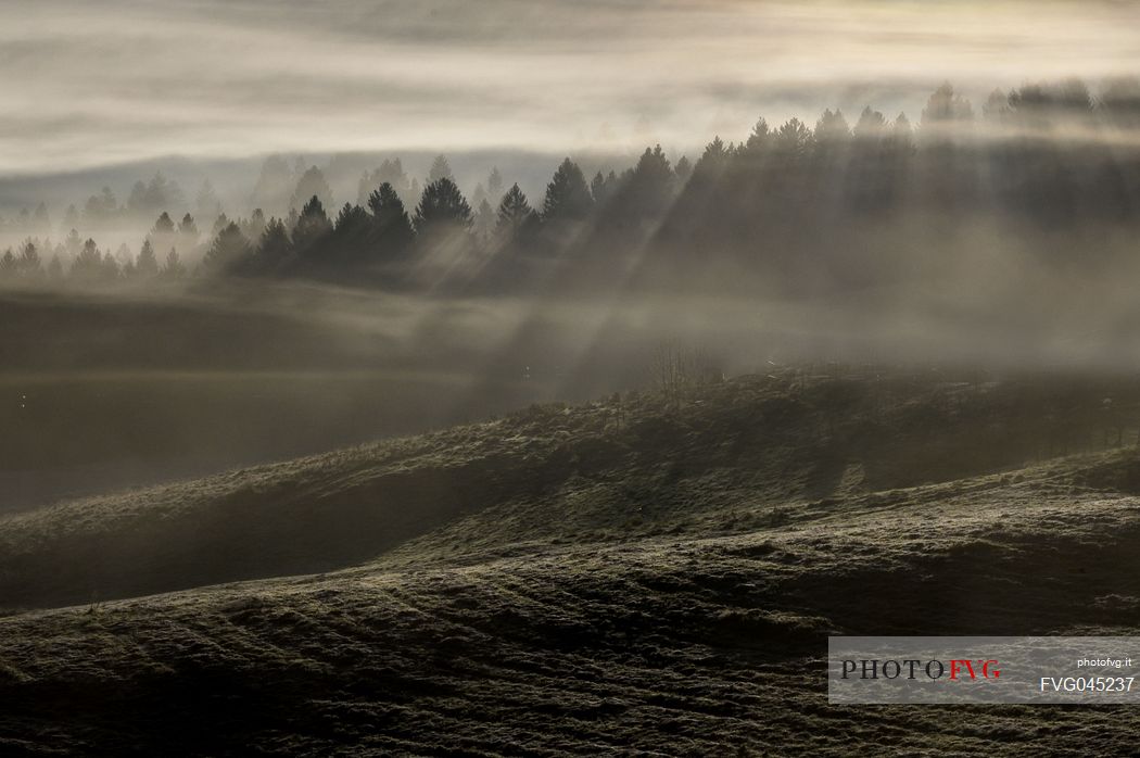 The Cansiglio forest shrouded in mist in the early hours of the day as the sun combs the trees, Cansiglio, Alps, Veneto, Italy, Europe