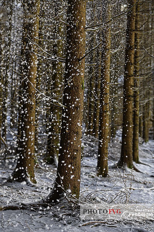 The wind moves the snow-laden foliage in the Cansiglio forest after a heavy snowfall, Veneto, Italy, Europe