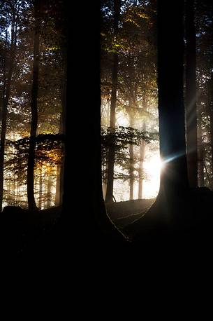 The Cansiglio wood presents itself in this magical autumnal dress at the first light of dawn, Cansiglilo forest, Veneto, Italy, Europe