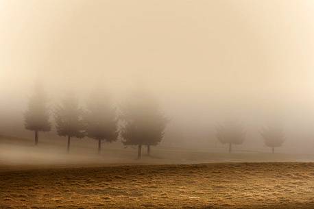 The morning mist envelops the Cansiglio plain in a protective and reassuring embrace, Cansiglio forest, Veneto, Italy, Europe