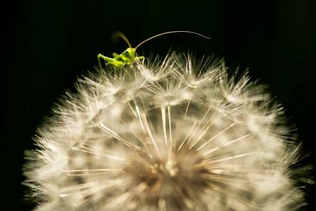 Small green cricket on the dandelion